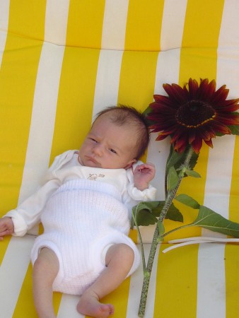 Plus petit qu'un vrai tournesol